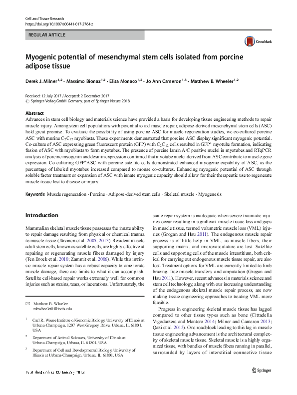 (PDF) Myogenic potential of mesenchymal stem cells isolated from ...