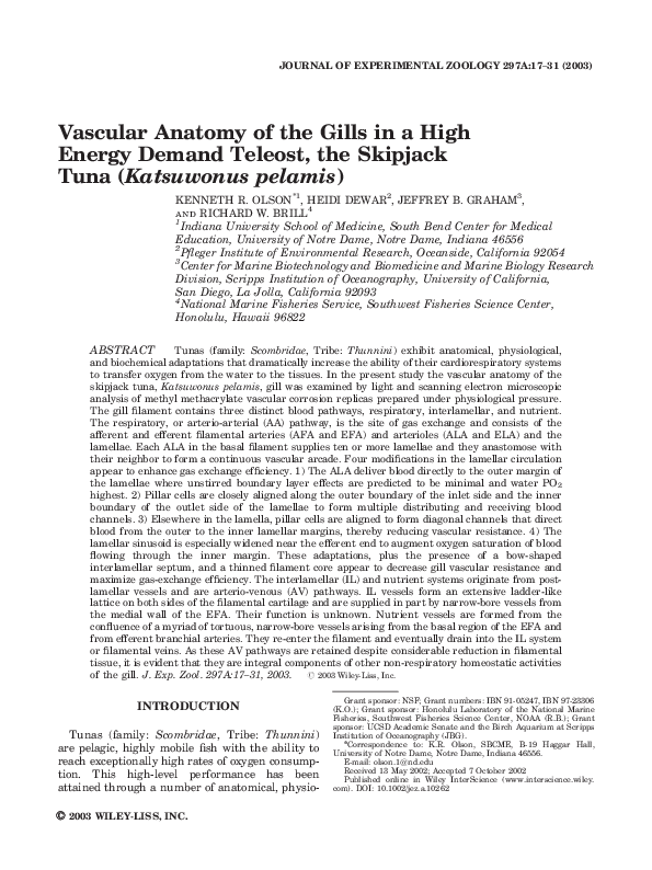 (PDF) Vascular anatomy of the gills in a high energy demand teleost ...