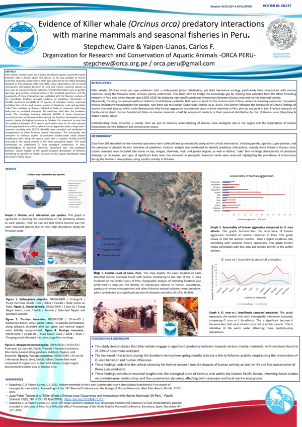 (PDF) Evidence of Killer whale (Orcinus orca) predatory interactions ...