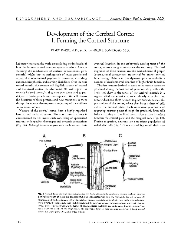 (PDF) Development of the Cerebral Cortex: I. Forming the Cortical Structure