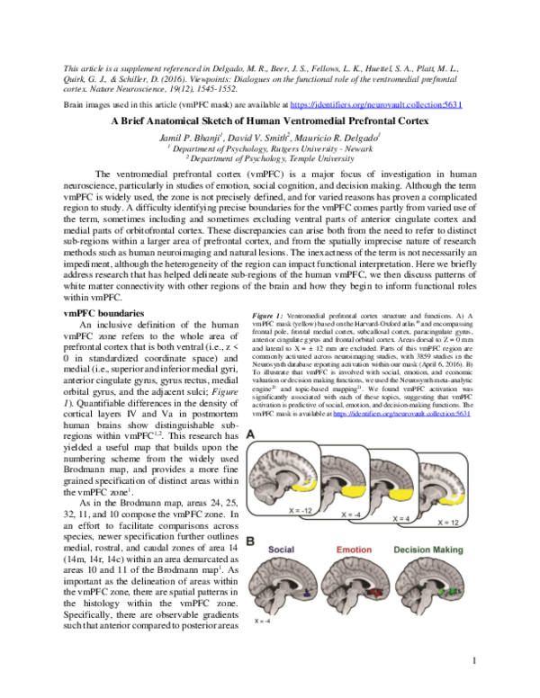 (PDF) A Brief Anatomical Sketch of Human Ventromedial Prefrontal Cortex