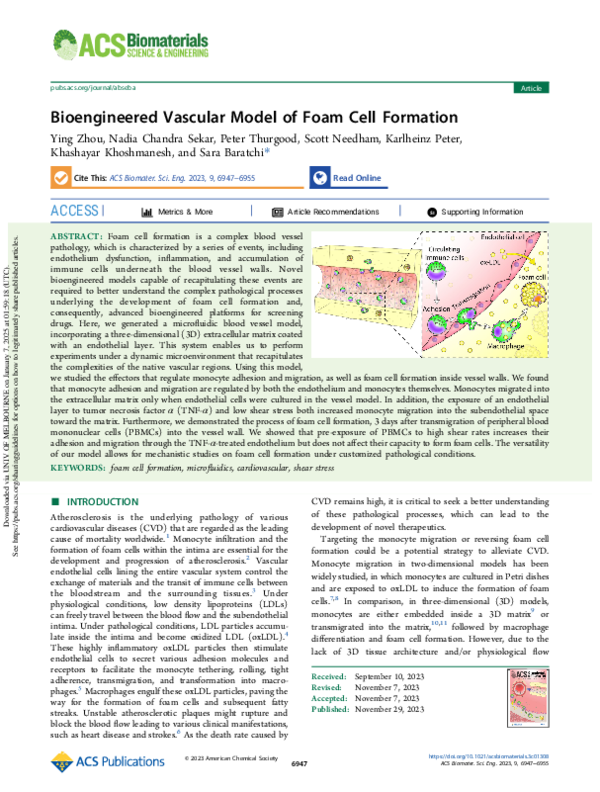 (PDF) Bioengineered vascular model of foam cell formation