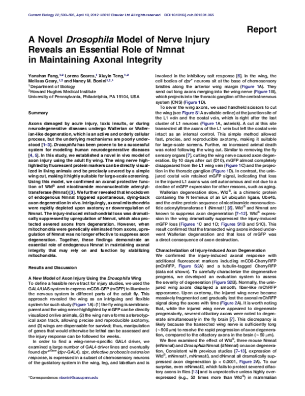(PDF) A Novel Drosophila Model of Nerve Injury Reveals an Essential ...