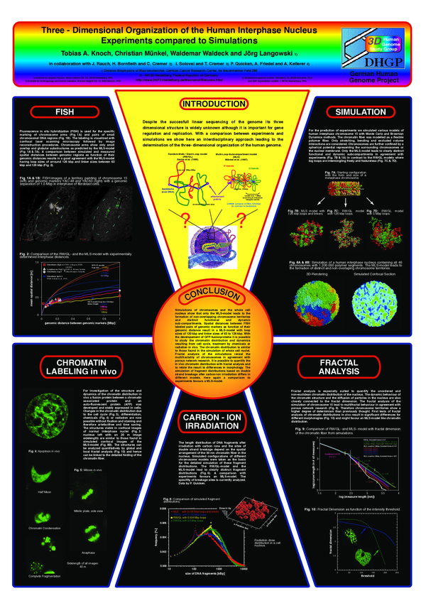 (PDF) Three-dimensional organization of the human interphase nucleus ...