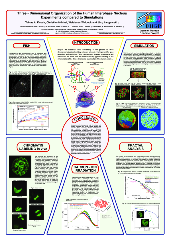 (PDF) Three-dimensional organization of the human interphase nucleus