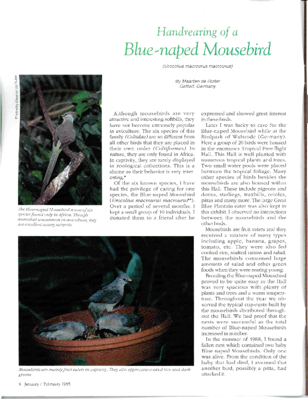 (PDF) Handrearing of a Blue-naped Mouse bird