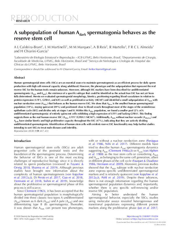 (PDF) A subpopulation of human Adark spermatogonia behaves as the ...