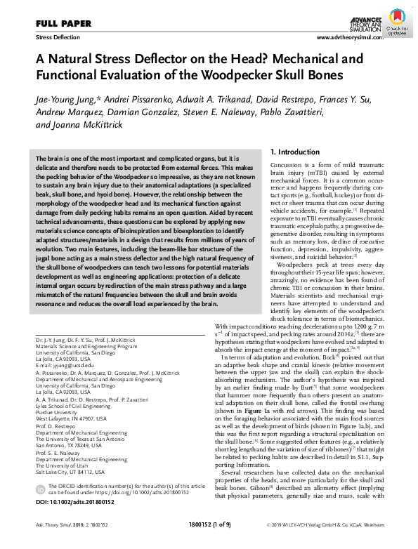 (PDF) A Natural Stress Deflector on the Head? Mechanical and Functional ...