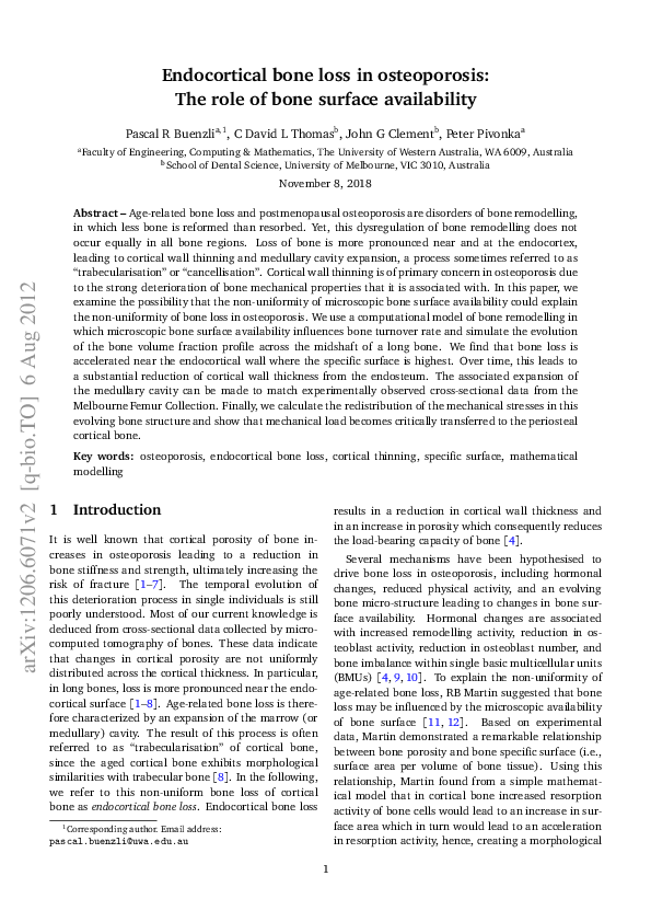 (PDF) Endocortical bone loss in osteoporosis: the role of bone surface ...