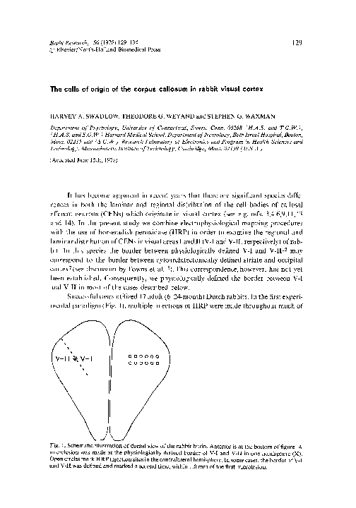 (PDF) The cells of origin of the corpus callosum in rabbit visual cortex