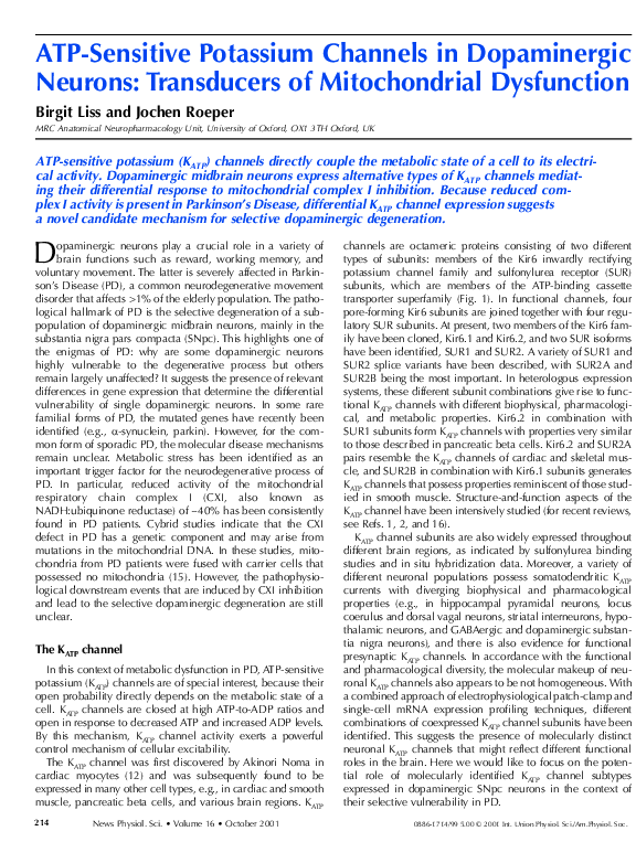 (PDF) ATP-Sensitive Potassium Channels in Dopaminergic Neurons ...
