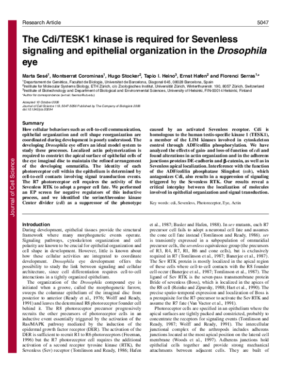 (PDF) The Cdi/TESK1 kinase is required for Sevenless signaling and ...