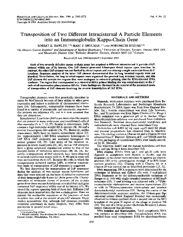 (PDF) Transposition of two different intracisternal A particle elements ...