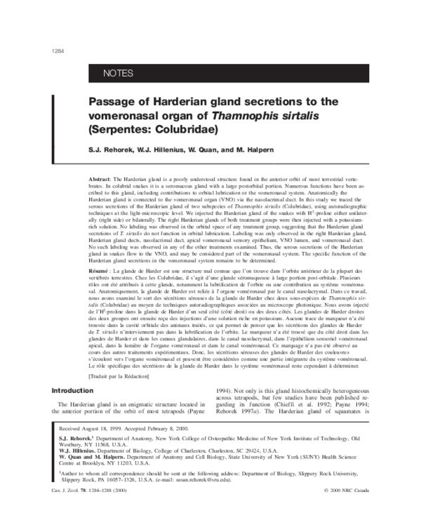 (PDF) Passage of Harderian gland secretions to the vomeronasal organ of ...