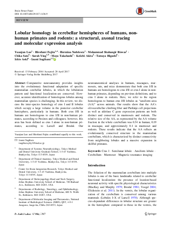(PDF) Lobular homology in cerebellar hemispheres of humans, non-human ...