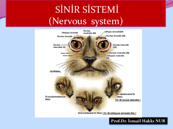 (PDF) Sinir sistemi (Nervous system)