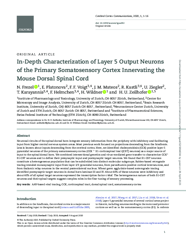 (PDF) In-depth characterization of layer 5 output neurons of the ...