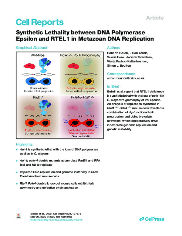 (PDF) Synthetic Lethality between DNA Polymerase Epsilon and RTEL1 in ...