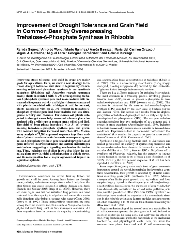 (PDF) Improvement of Drought Tolerance and Grain Yield in Common Bean ...
