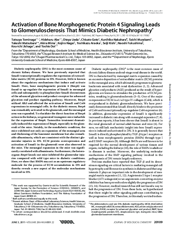 (PDF) Activation of Bone Morphogenetic Protein 4 Signaling Leads to ...