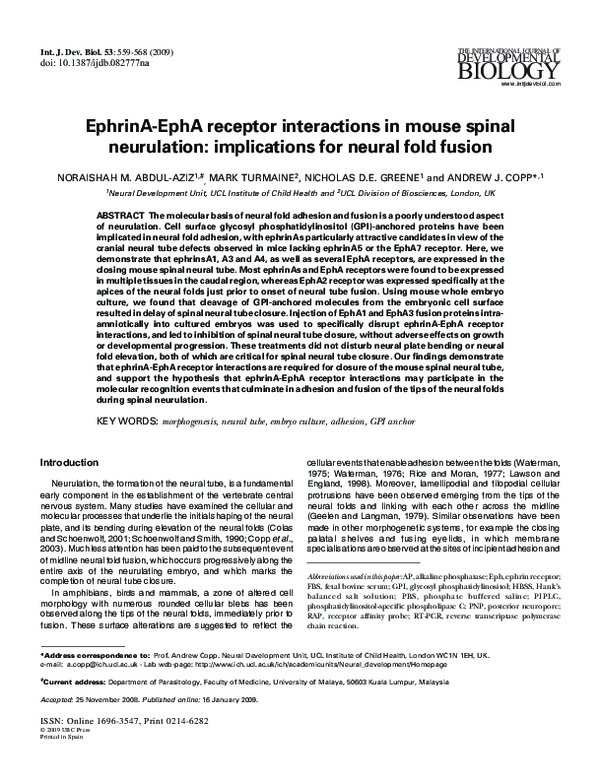 (PDF) EphrinA-EphA receptor interactions in mouse spinal neurulation ...