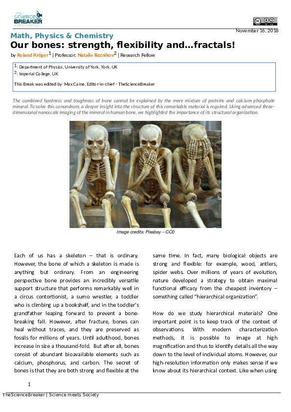 (PDF) Our bones: strength, flexibility and…fractals!