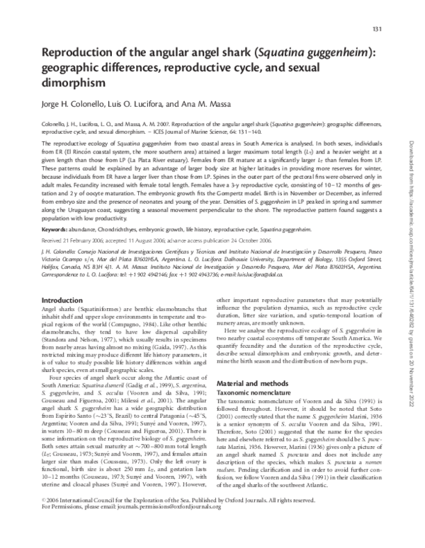 (PDF) Reproduction of the angular angel shark (Squatina guggenheim ...