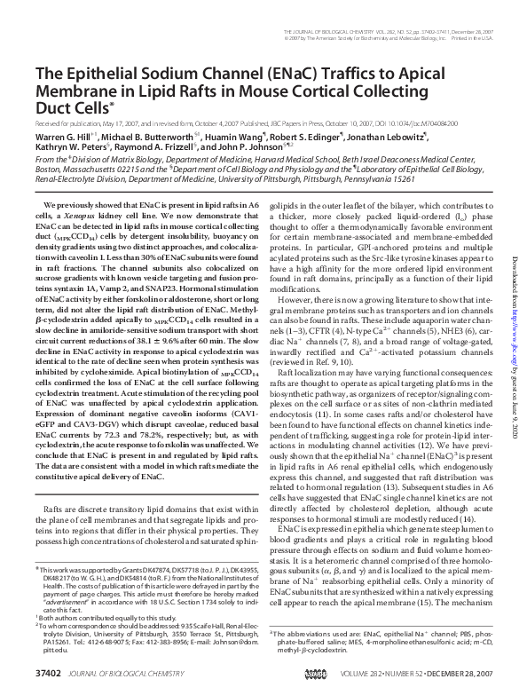 (PDF) The Epithelial Sodium Channel (ENaC) Traffics to Apical Membrane ...