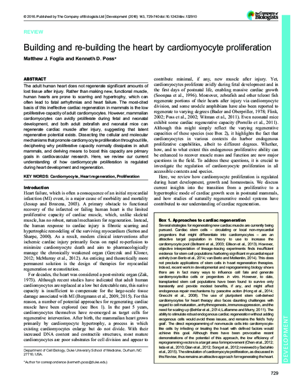 (PDF) Building and re-building the heart by cardiomyocyte proliferation