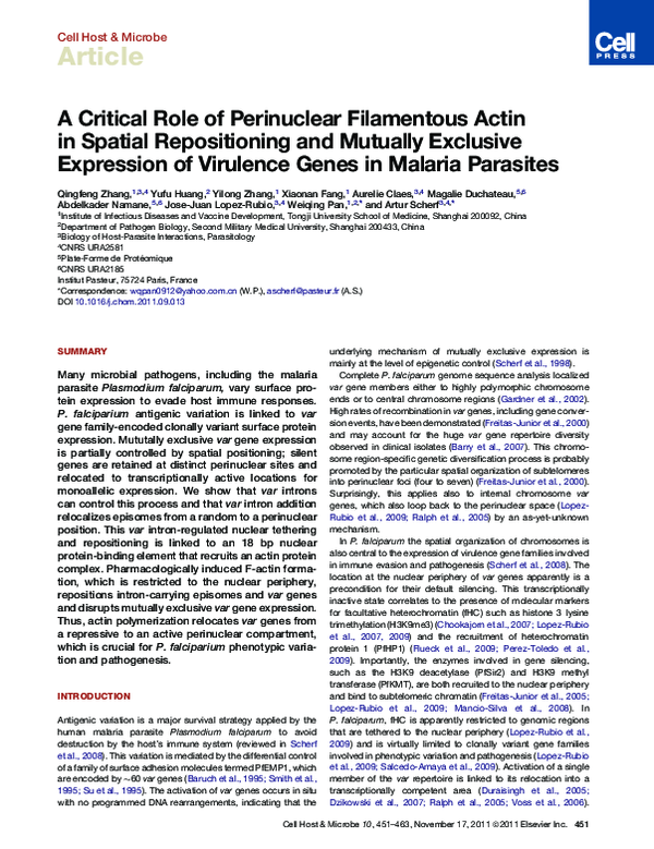 (PDF) A Critical Role of Perinuclear Filamentous Actin in Spatial ...