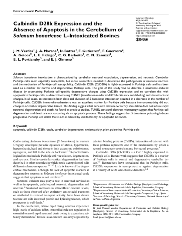 (PDF) Calbindin D28k Expression and the Absence of Apoptosis in the ...