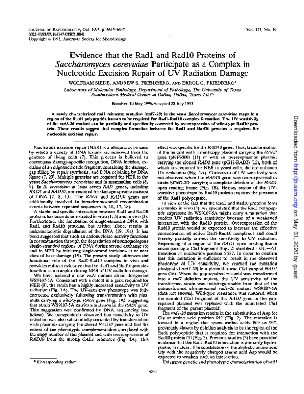(PDF) Evidence that the Rad1 and Rad10 proteins of Saccharomyces ...