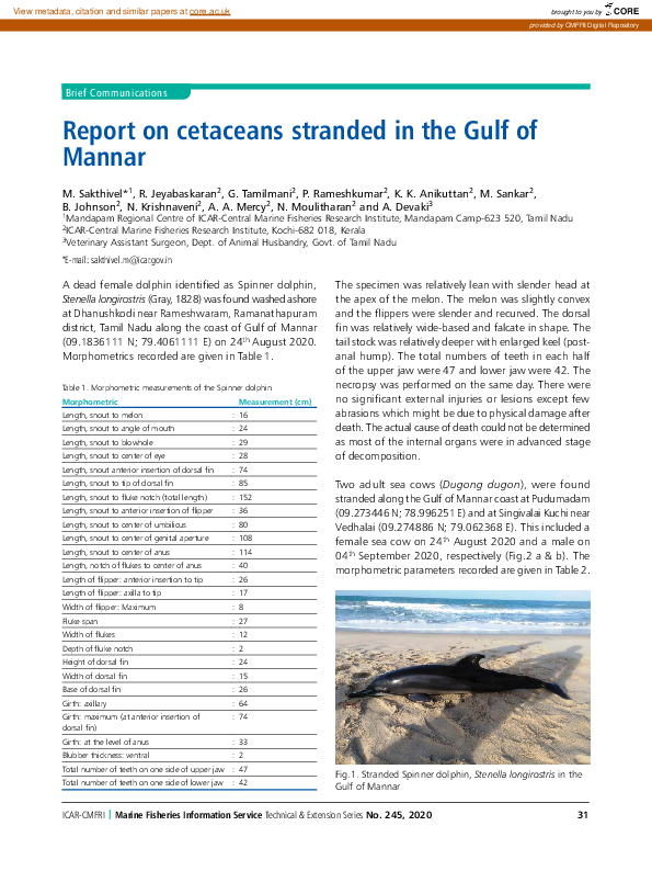 (PDF) Report on cetaceans stranded in the Gulf ofMannar