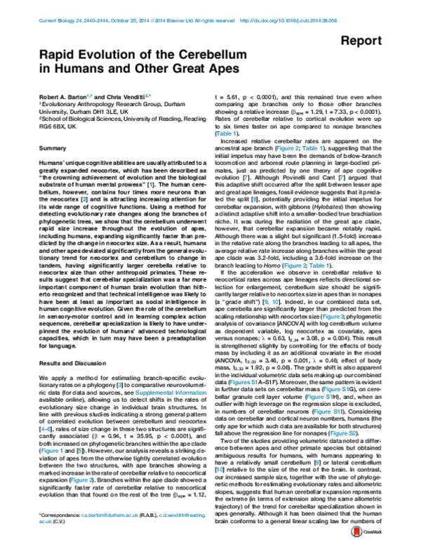 (PDF) Rapid Evolution of the Cerebellum in Humans and Other Great Apes