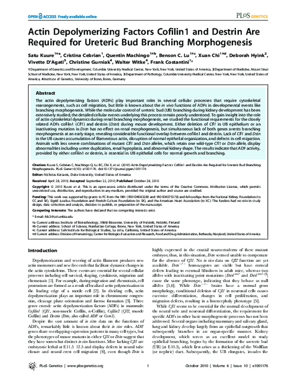 (PDF) Actin Depolymerizing Factors Cofilin1 and Destrin Are Required ...