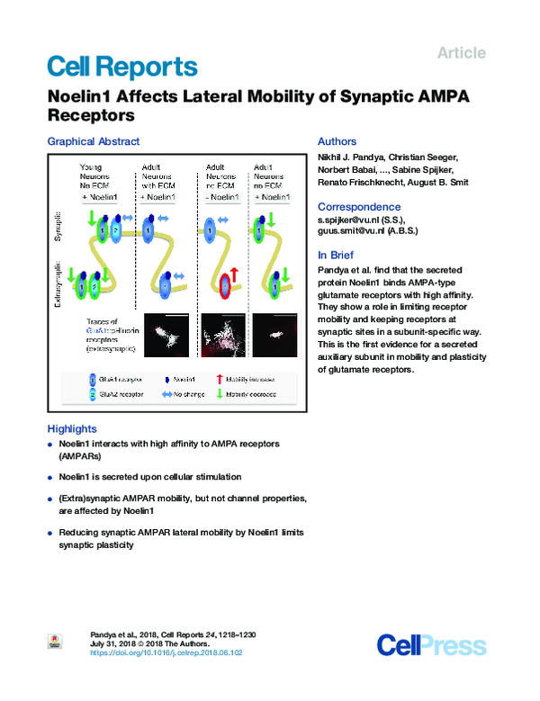 (PDF) Noelin1 Affects Lateral Mobility of Synaptic AMPA Receptors