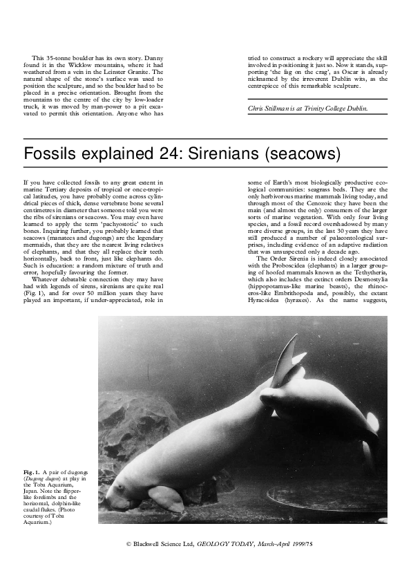 (PDF) Fossils explained 24: Sirenians (seacows)