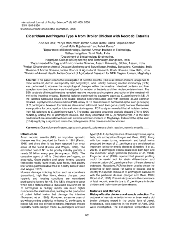 (PDF) Clostridium perfringens Type A from Broiler Chicken with Necrotic ...