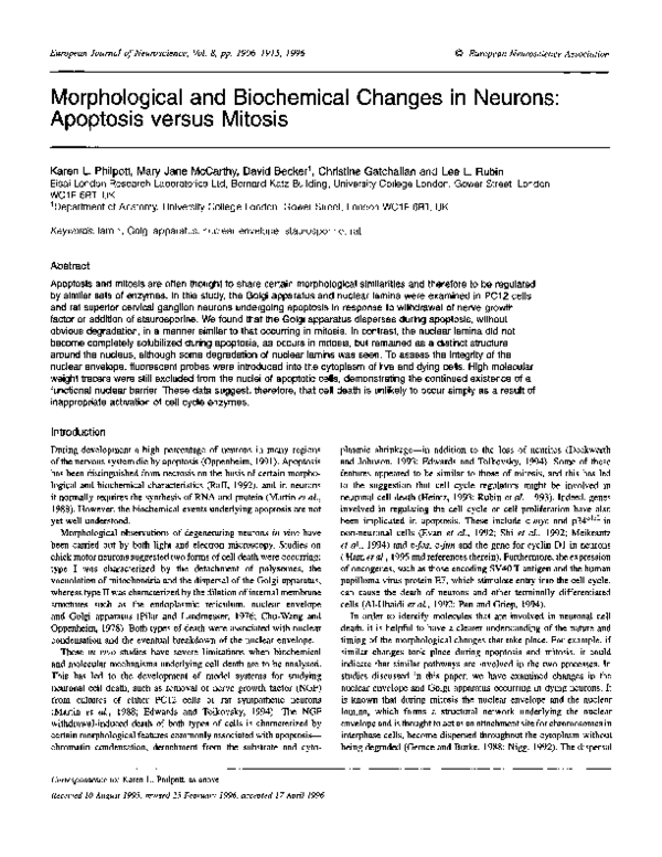 (PDF) Morphological and Biochemical Changes in Neurons: Apoptosis ...