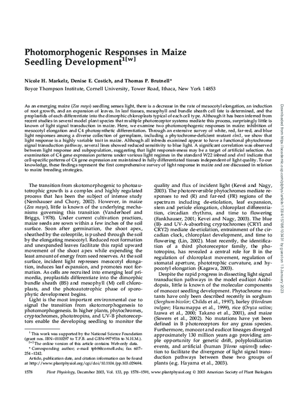 (PDF) Photomorphogenic Responses in Maize Seedling Development