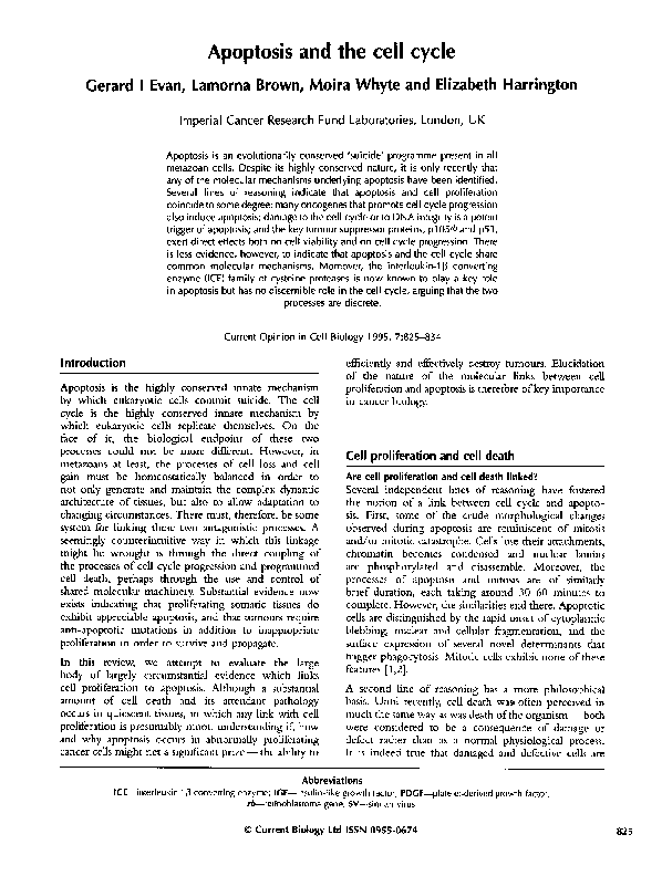 (PDF) Apoptosis and the cell cycle