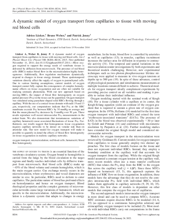 (PDF) A dynamic model of oxygen transport from capillaries to tissue ...