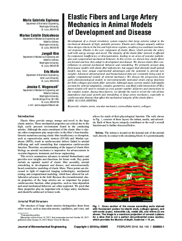 (PDF) Elastic Fibers and Large Artery Mechanics in Animal Models of ...