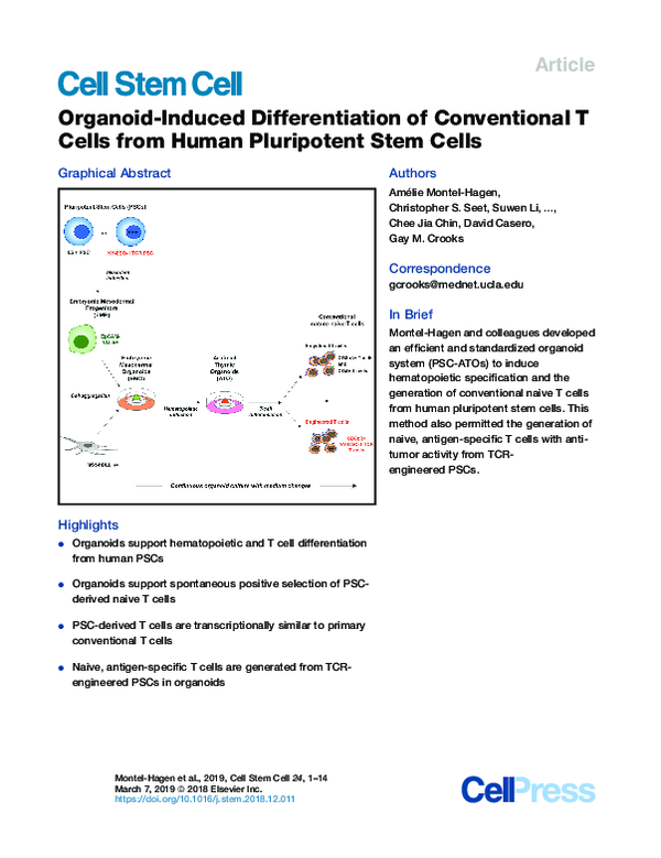 (PDF) Organoid-Induced Differentiation of Conventional T Cells from ...