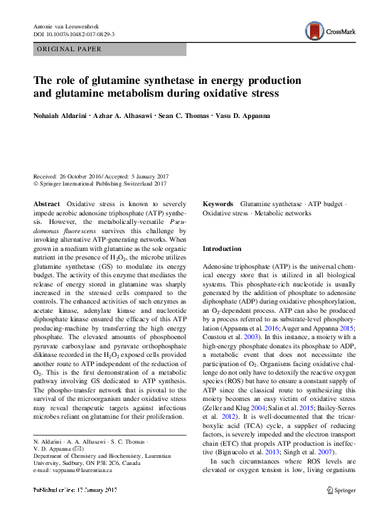 (PDF) The role of glutamine synthetase in energy production and ...