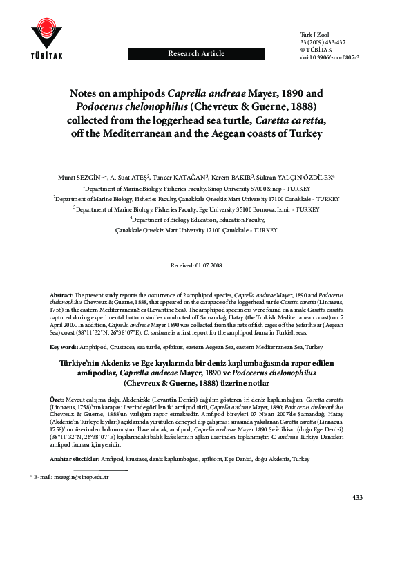 (PDF) Notes on amphipods Caprella andreae Mayer, 1890 and Podocerus ...