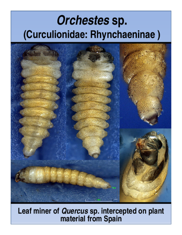 (PDF) Intercepted miner weevil from Europe