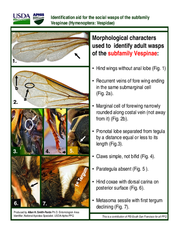 (PDF) Identifying social wasps of the subfamily Vespinae (HYM: Vespidae)