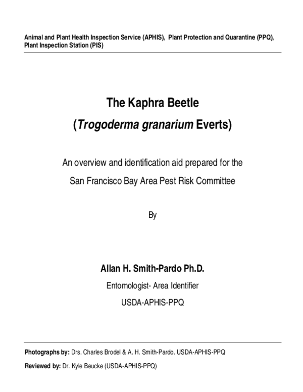 (PDF) Trogoderma granarium- KB (Kaphra Beetle)- overview and identification