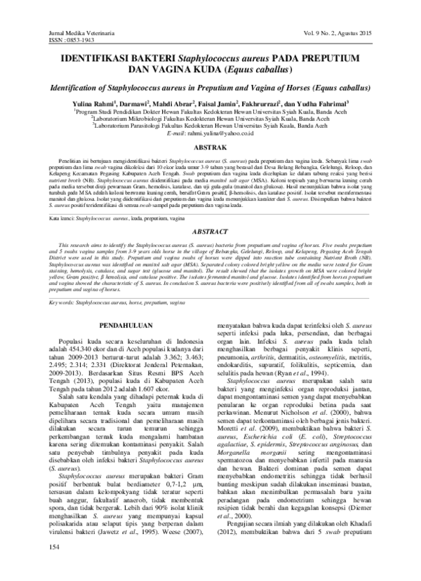 (PDF) IDENTIFIKASI BAKTERI Staphylococcus aureus PADA PREPUTIUM DAN ...
